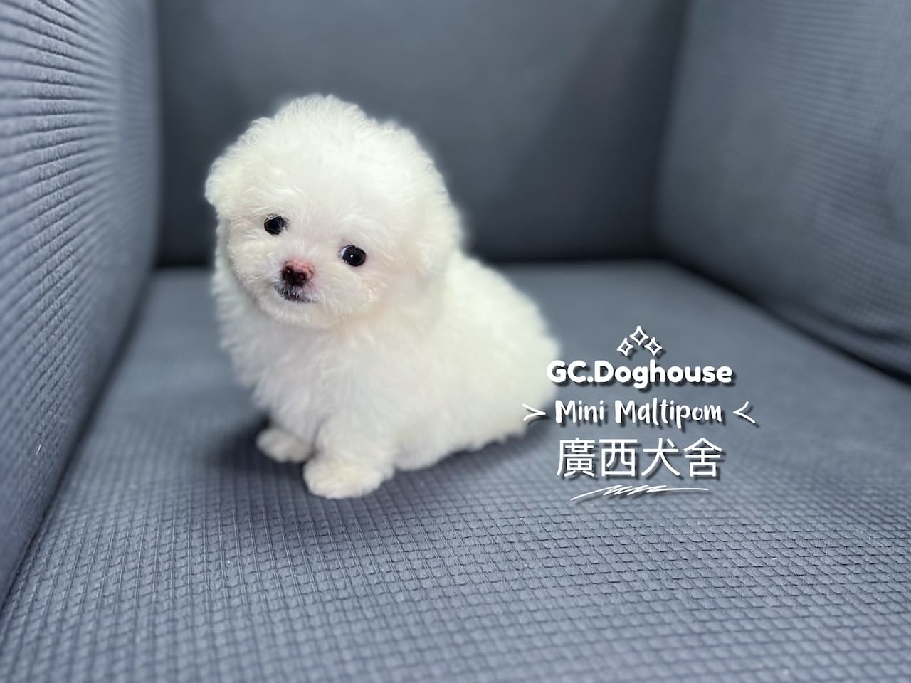 迷你瑪爾博美-弟弟:圖片 5