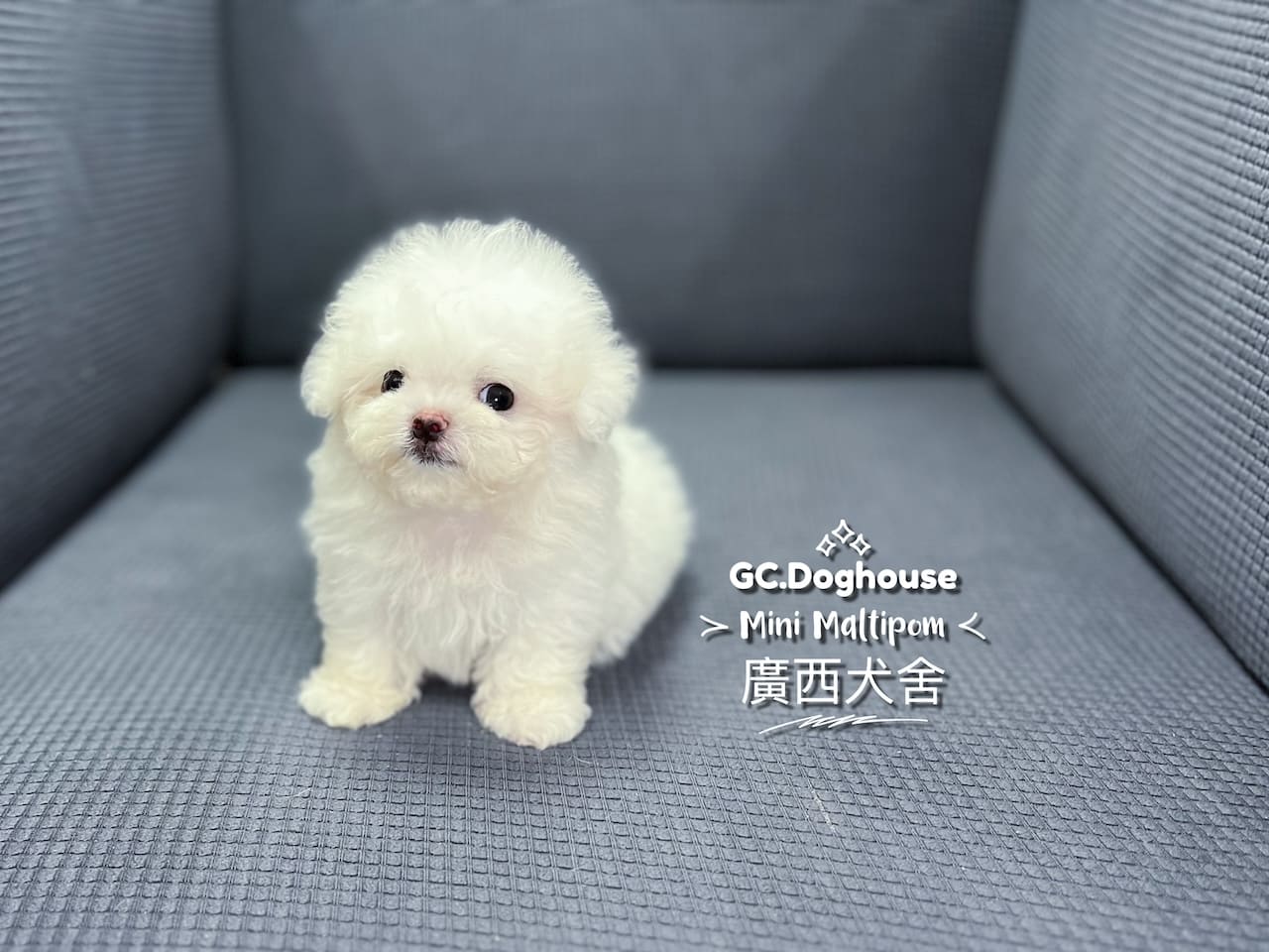 迷你瑪爾博美-弟弟:圖片 4