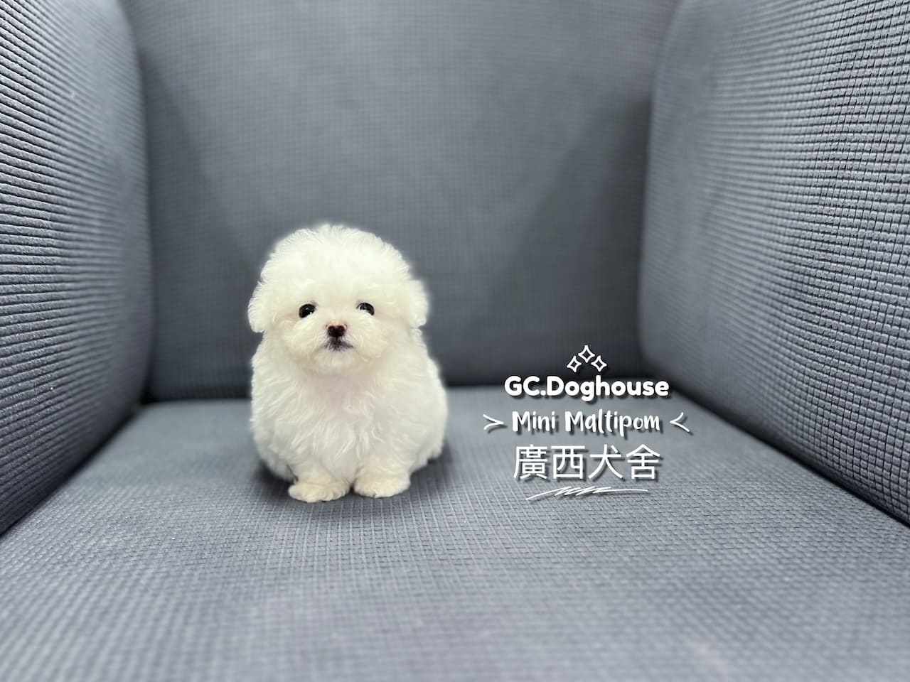 迷你瑪爾博美-弟弟