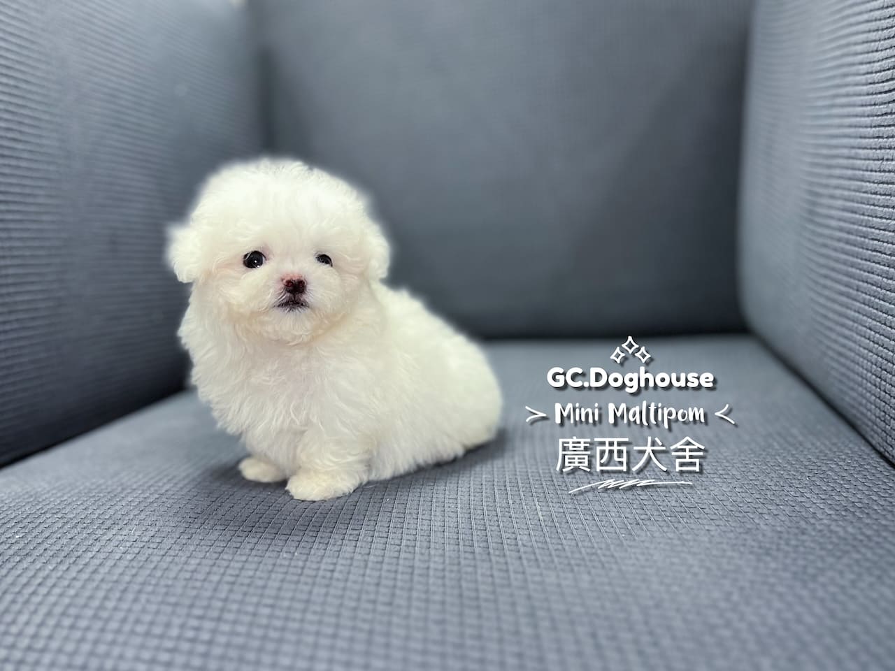 迷你瑪爾博美-弟弟:圖片 2