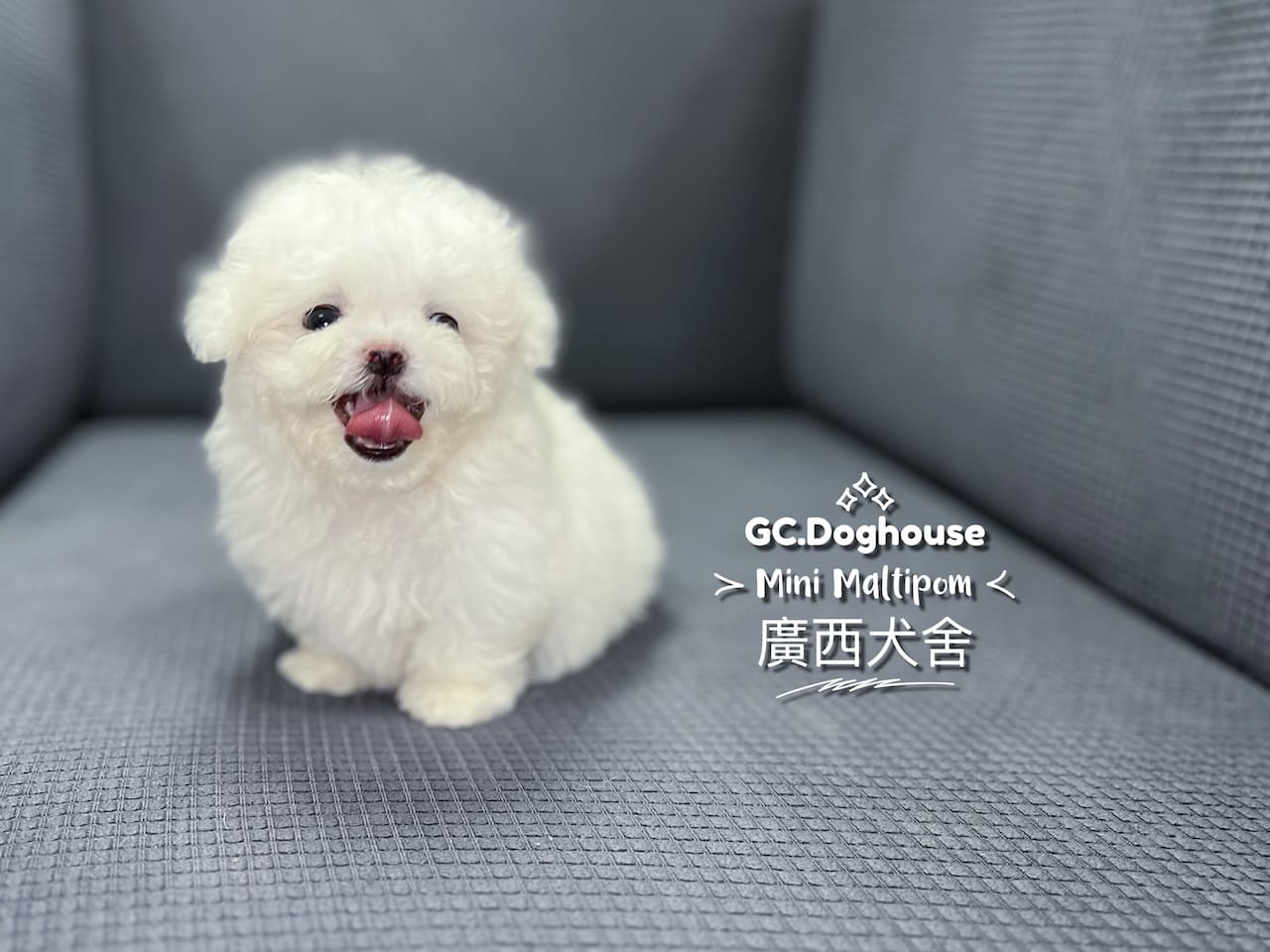 迷你瑪爾博美-弟弟:圖片 3