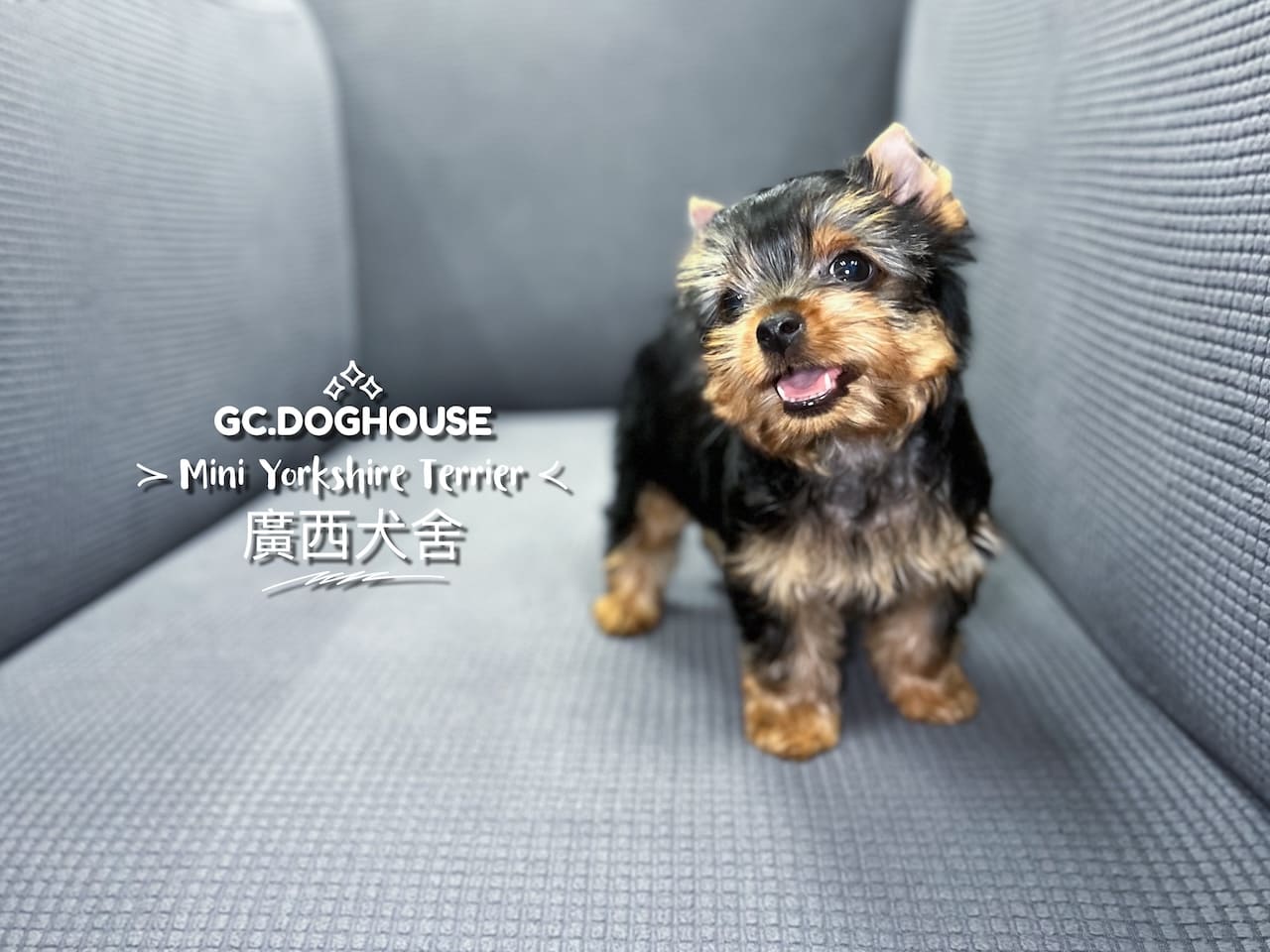 迷你約克夏-妹妹:圖片 6