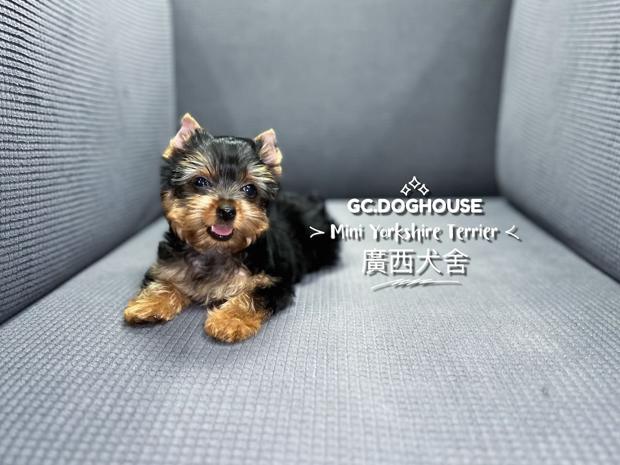 迷你約克夏-妹妹:圖片 5