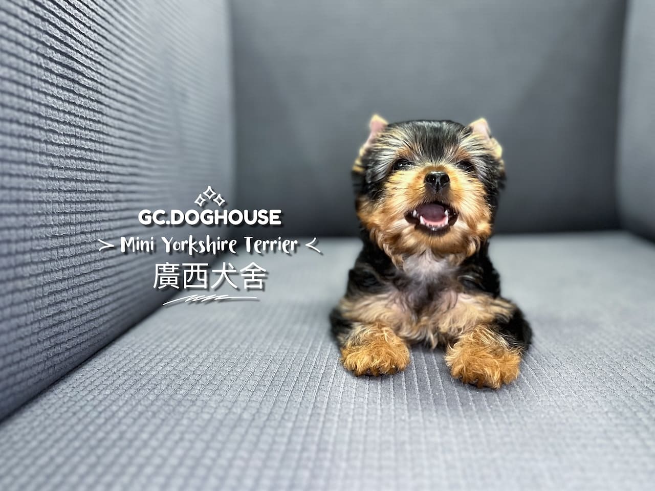 迷你約克夏-妹妹:圖片 4