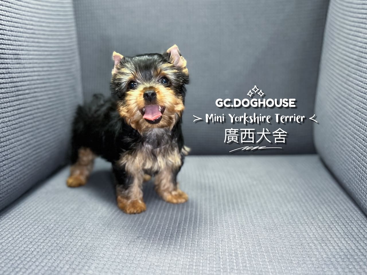 迷你約克夏-妹妹:圖片 3