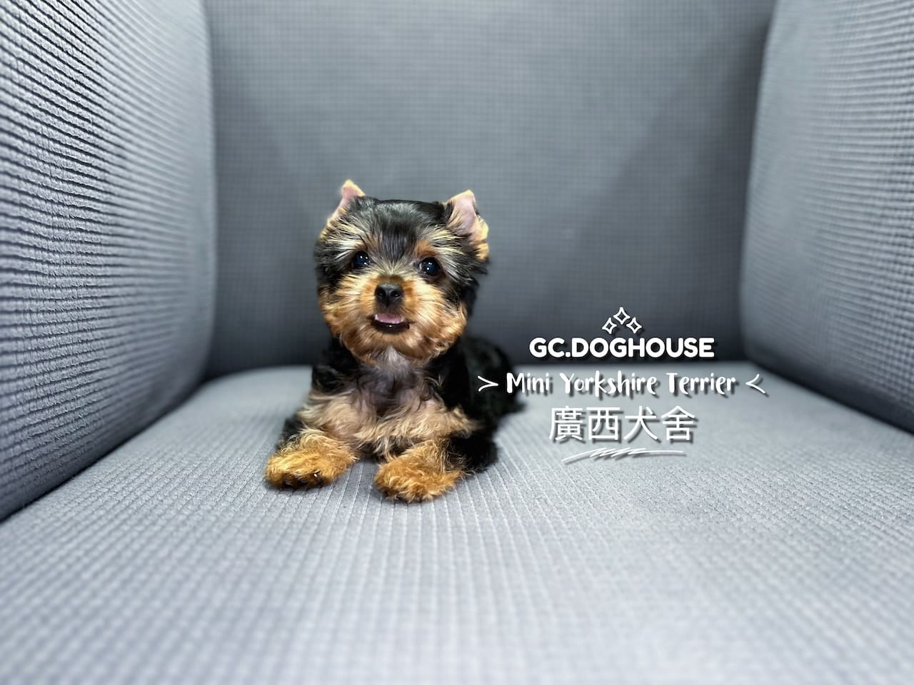 迷你約克夏-妹妹