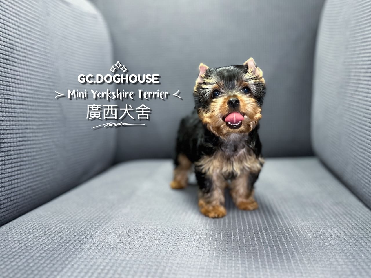 迷你約克夏-妹妹:圖片 2