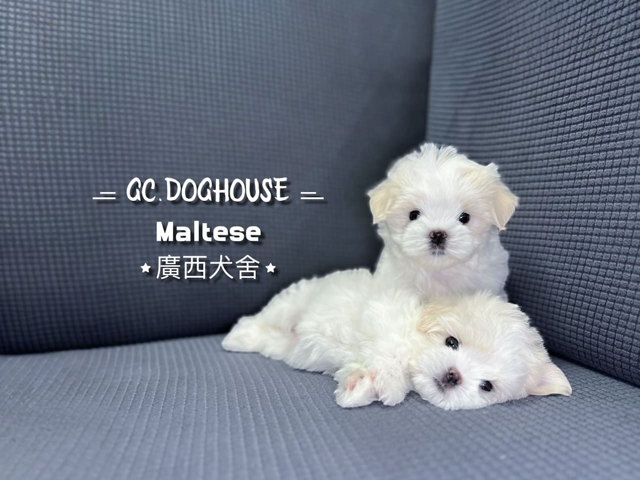 瑪爾濟斯-妹妹:圖片 3