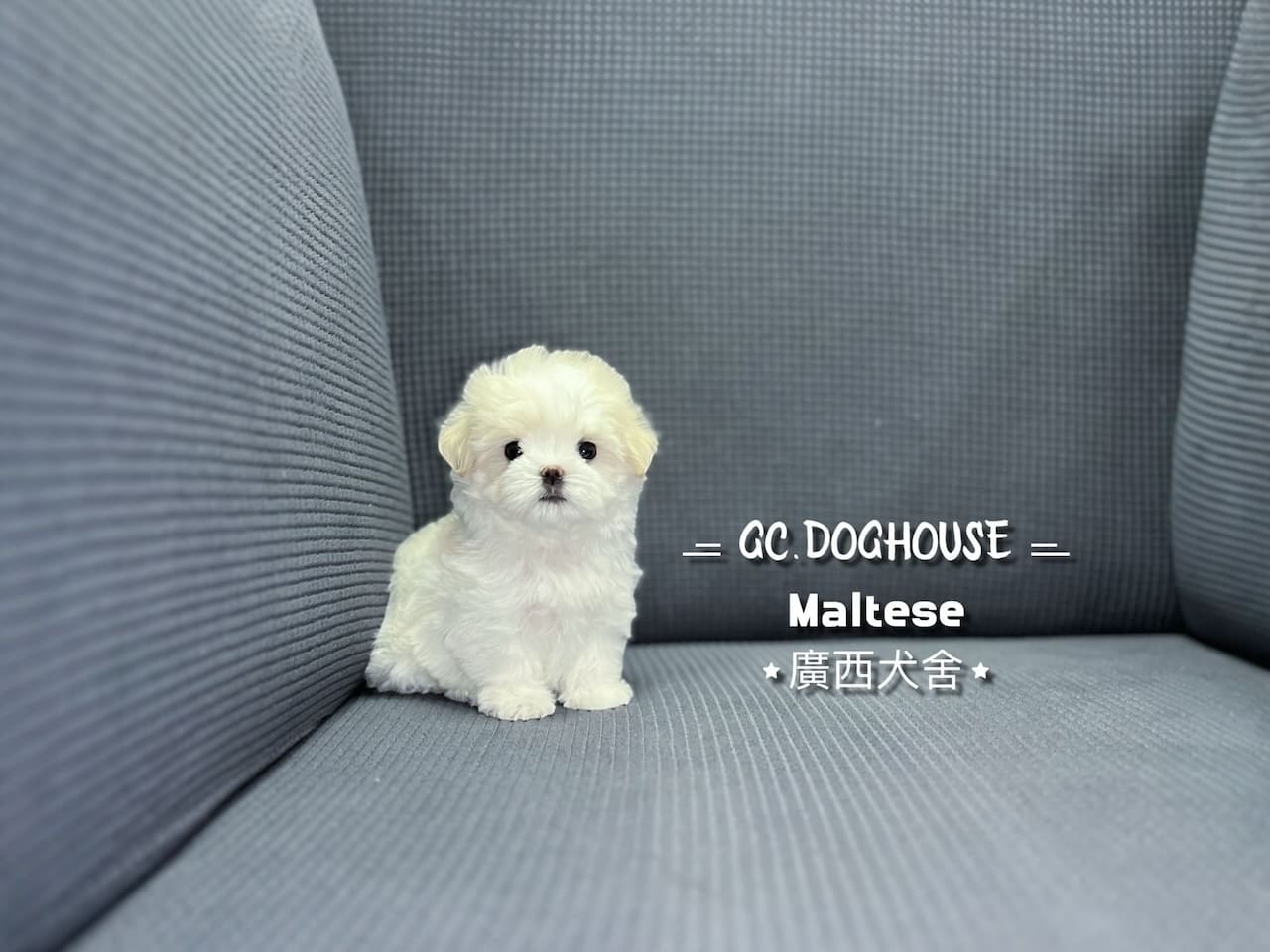 瑪爾濟斯-妹妹:圖片 2