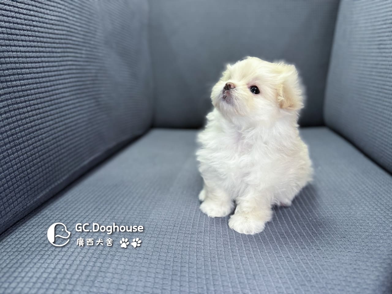 瑪爾濟斯-妹妹 (3457):圖片 4