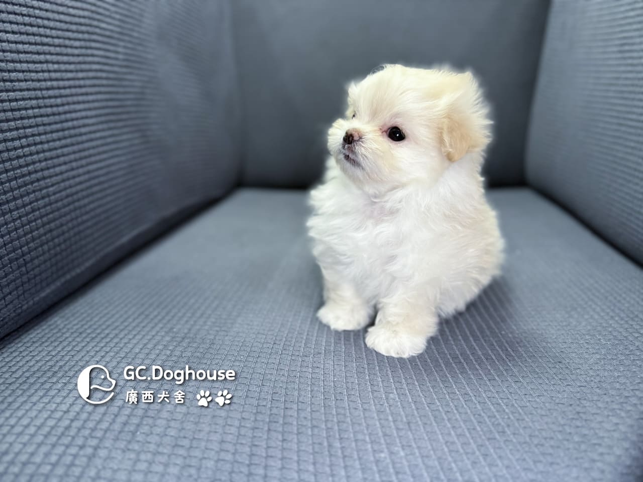 瑪爾濟斯-妹妹 (3457):圖片 5