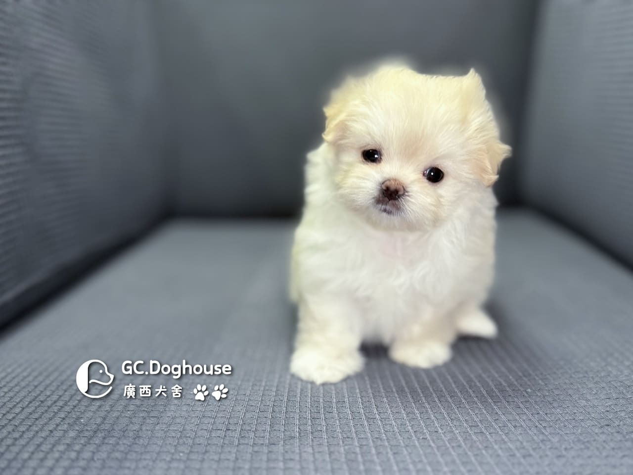 瑪爾濟斯-妹妹 (3457):圖片 3