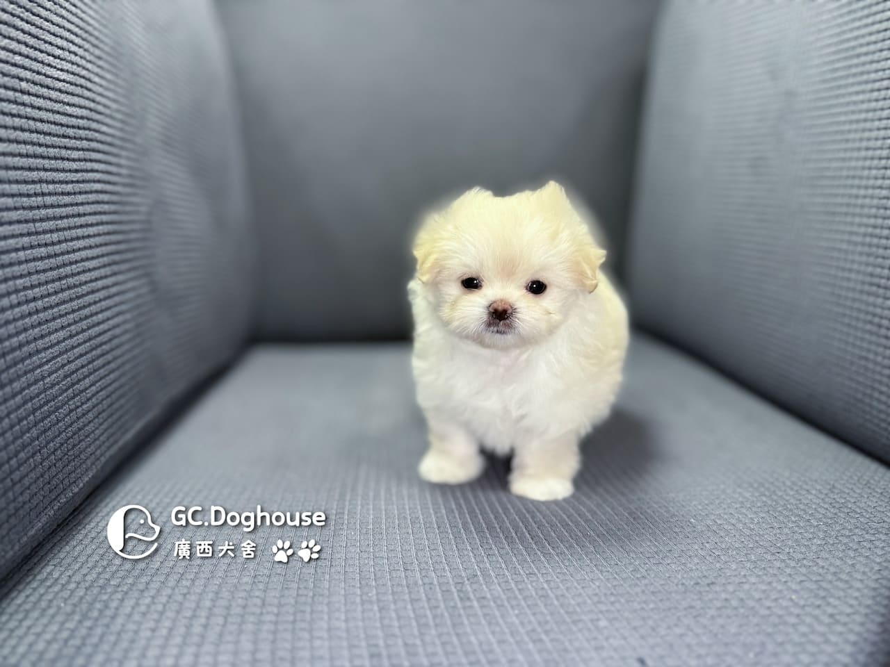 瑪爾濟斯-妹妹 (3457):圖片 2