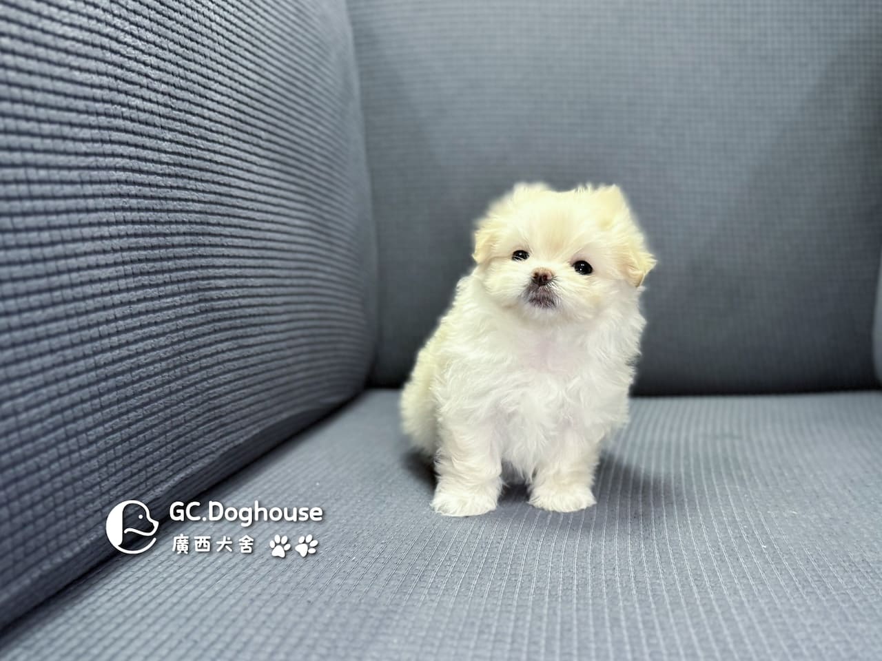 瑪爾濟斯-妹妹 (3457):圖片 11