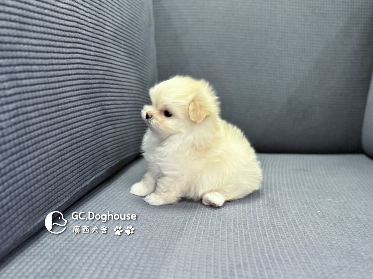 瑪爾濟斯-妹妹 (3457):圖片 12