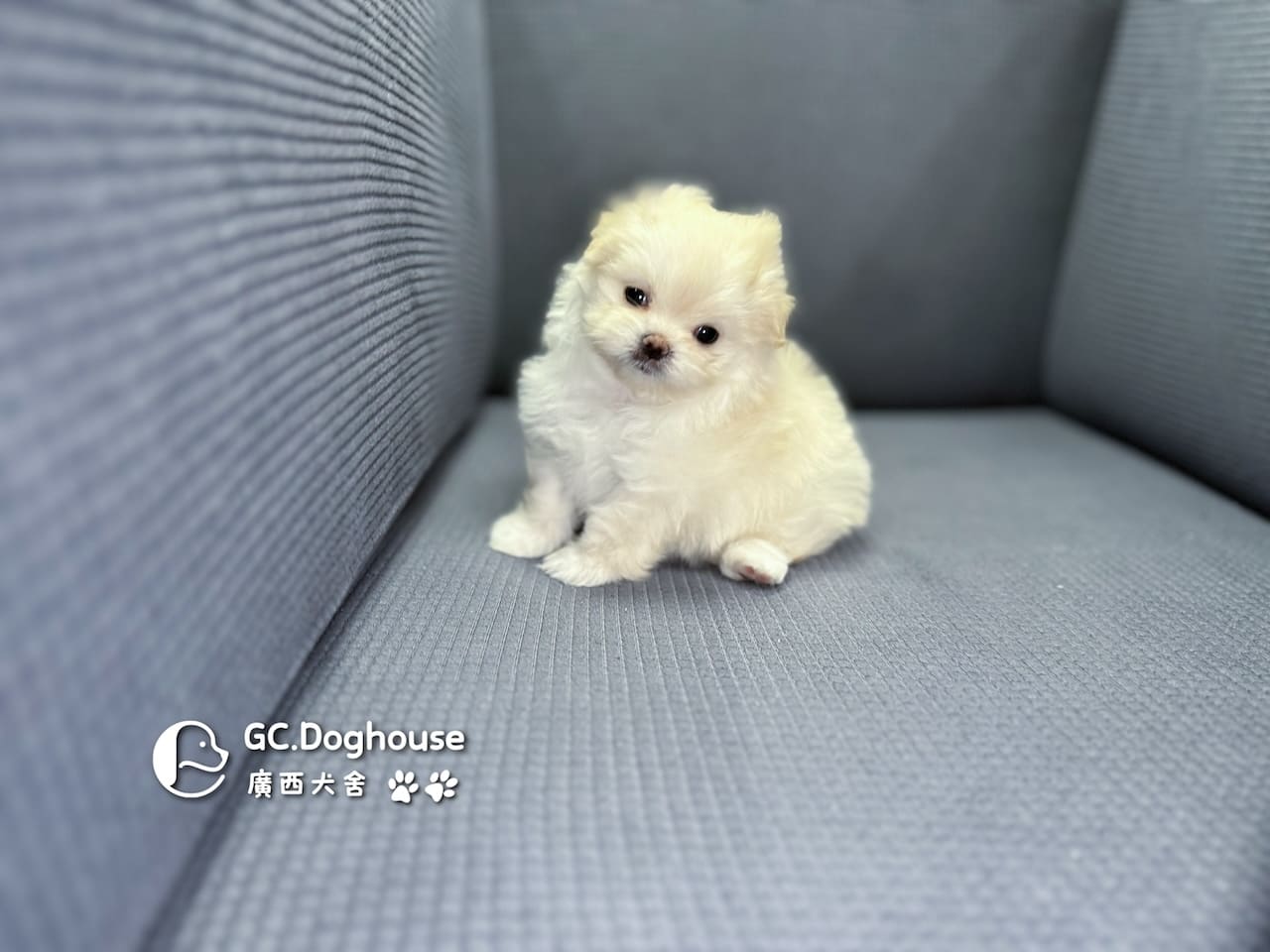 瑪爾濟斯-妹妹 (3457):圖片 10