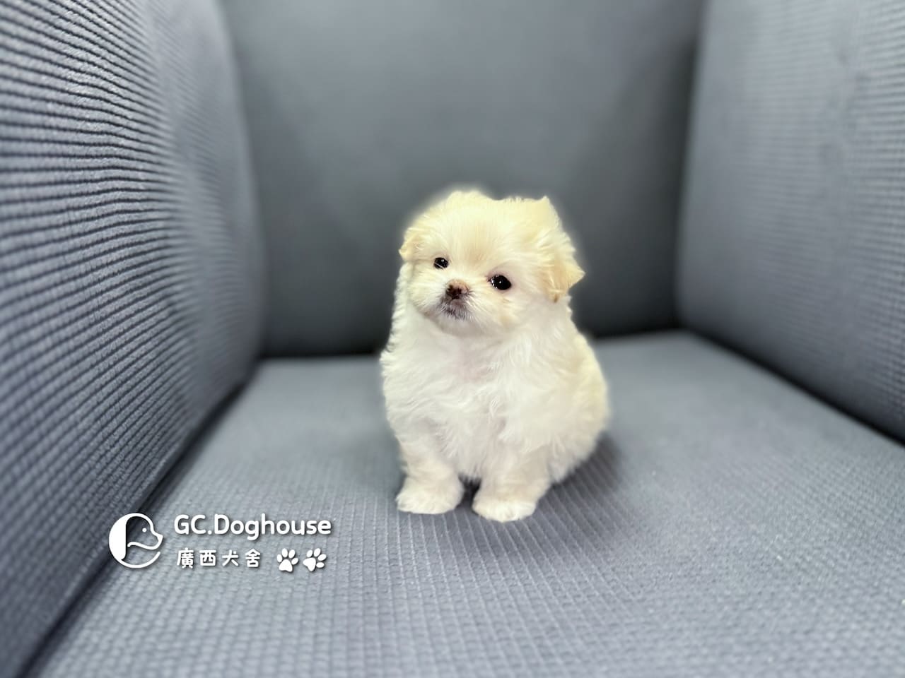 瑪爾濟斯-妹妹 (3457):圖片 9