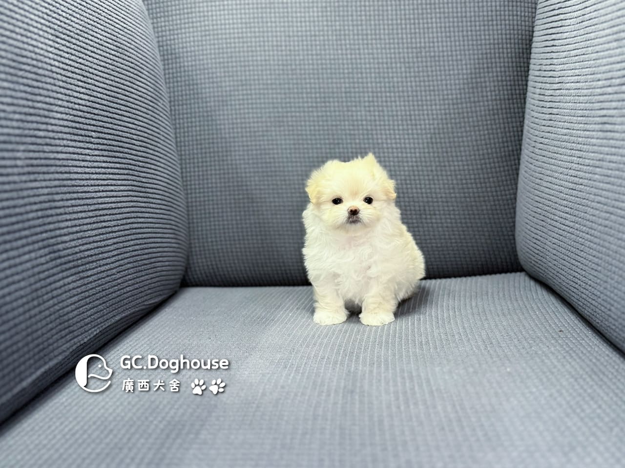 瑪爾濟斯-妹妹 (3457):圖片 8