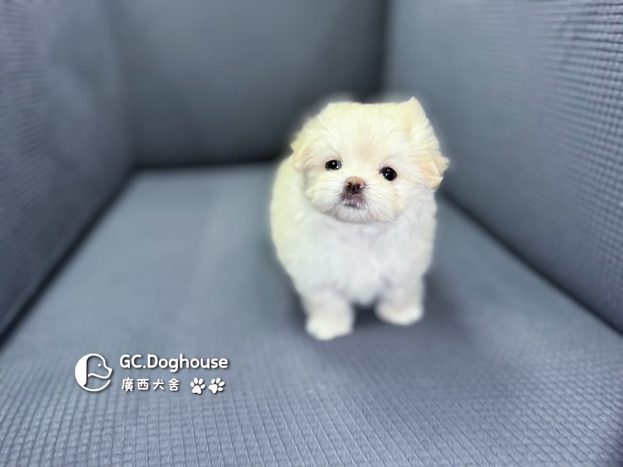 瑪爾濟斯-妹妹 (3457):圖片 7