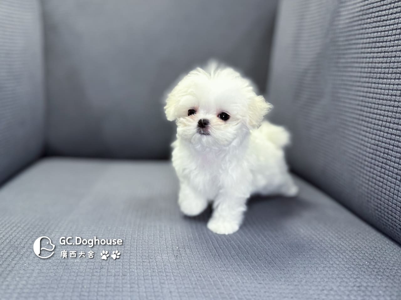 茶杯型瑪爾濟斯-妹妹 (3480)