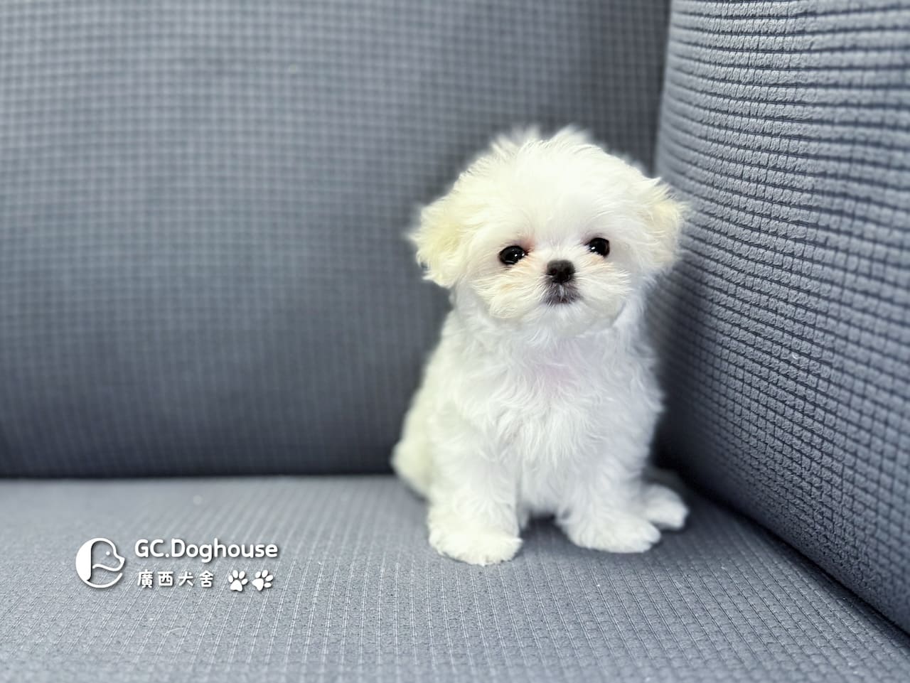 茶杯型瑪爾濟斯-妹妹 (3480):圖片 8