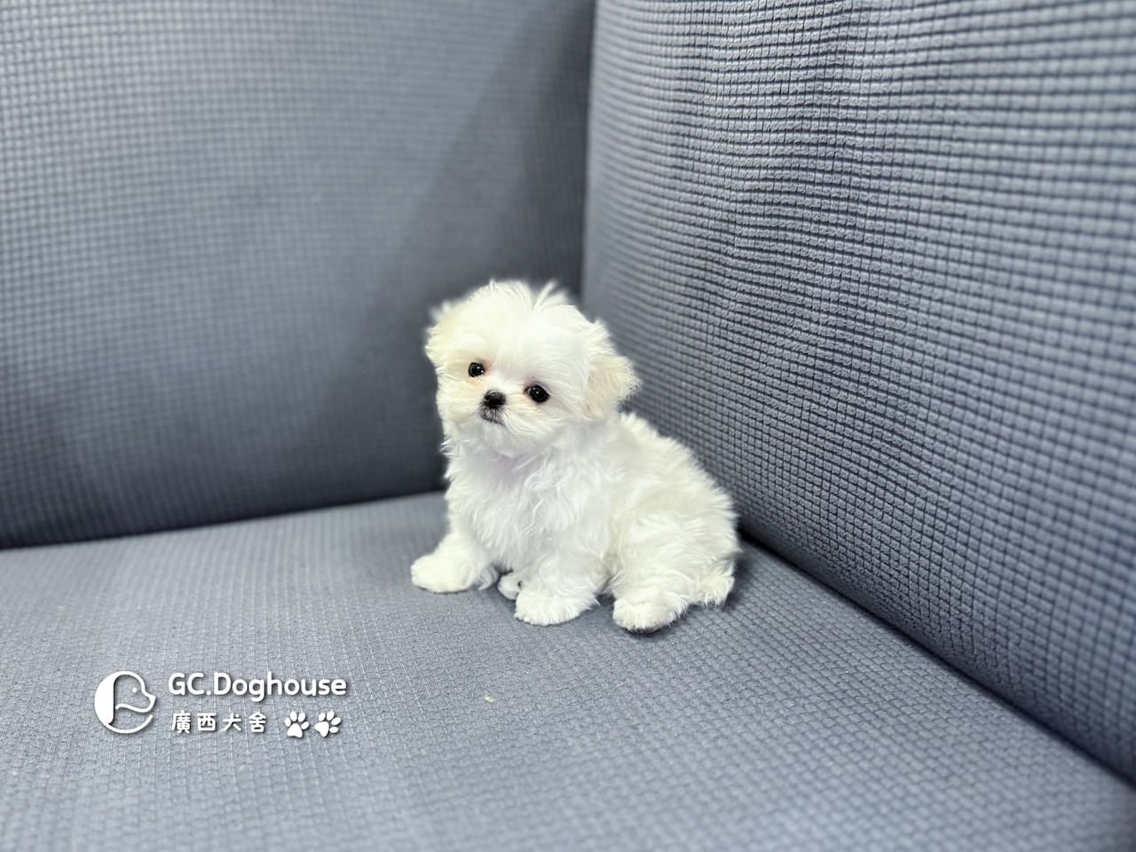 茶杯型瑪爾濟斯-妹妹 (3480):圖片 6