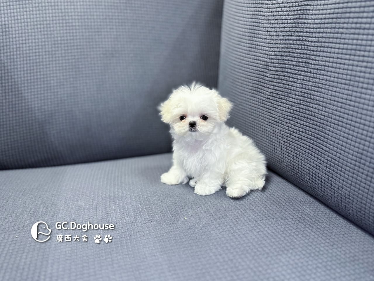 茶杯型瑪爾濟斯-妹妹 (3480):圖片 5