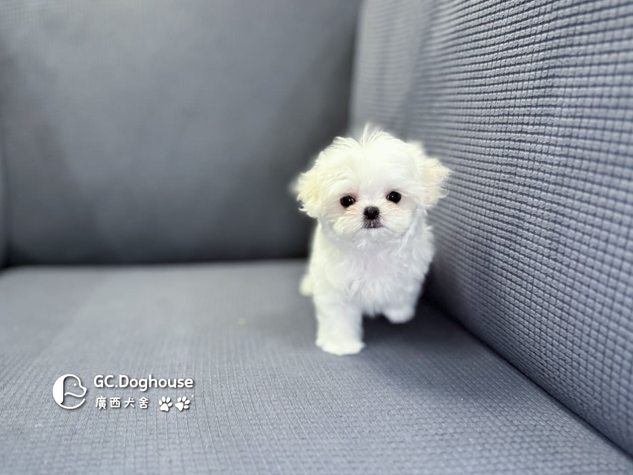 茶杯型瑪爾濟斯-妹妹 (3480):圖片 3