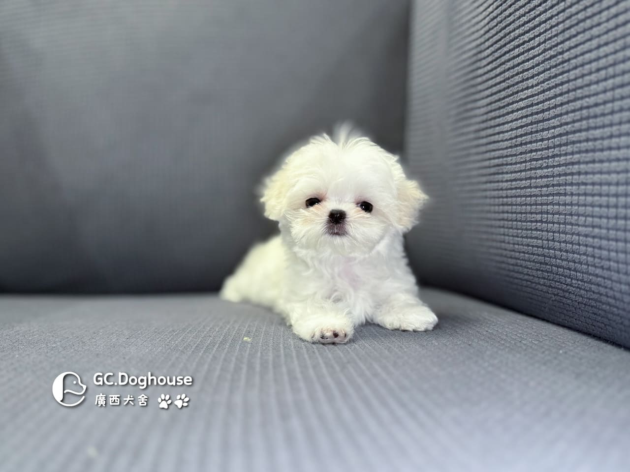 茶杯型瑪爾濟斯-妹妹 (3480):圖片 2