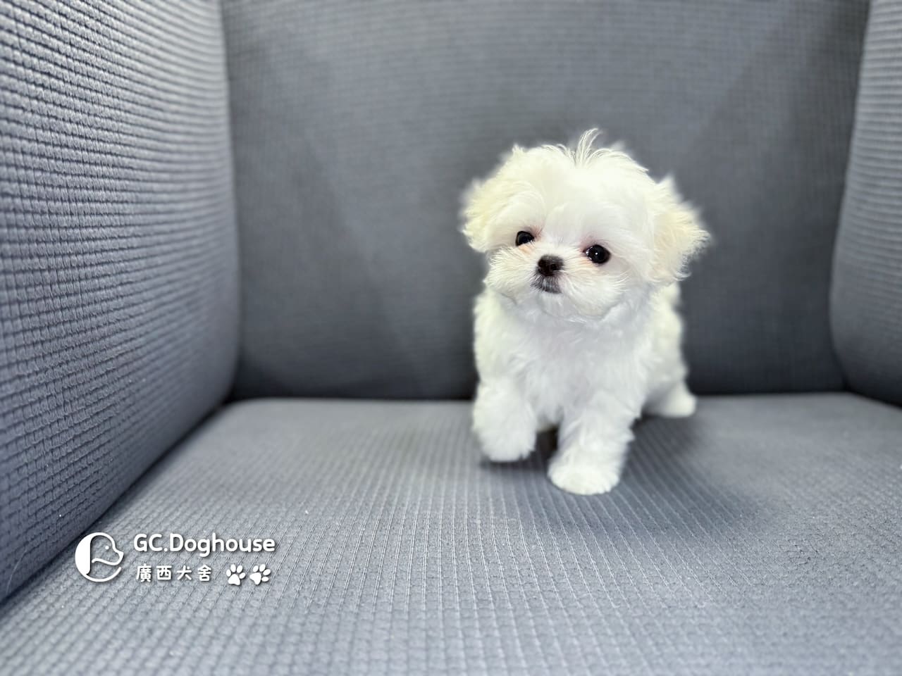 茶杯型瑪爾濟斯-妹妹 (3480):圖片 15