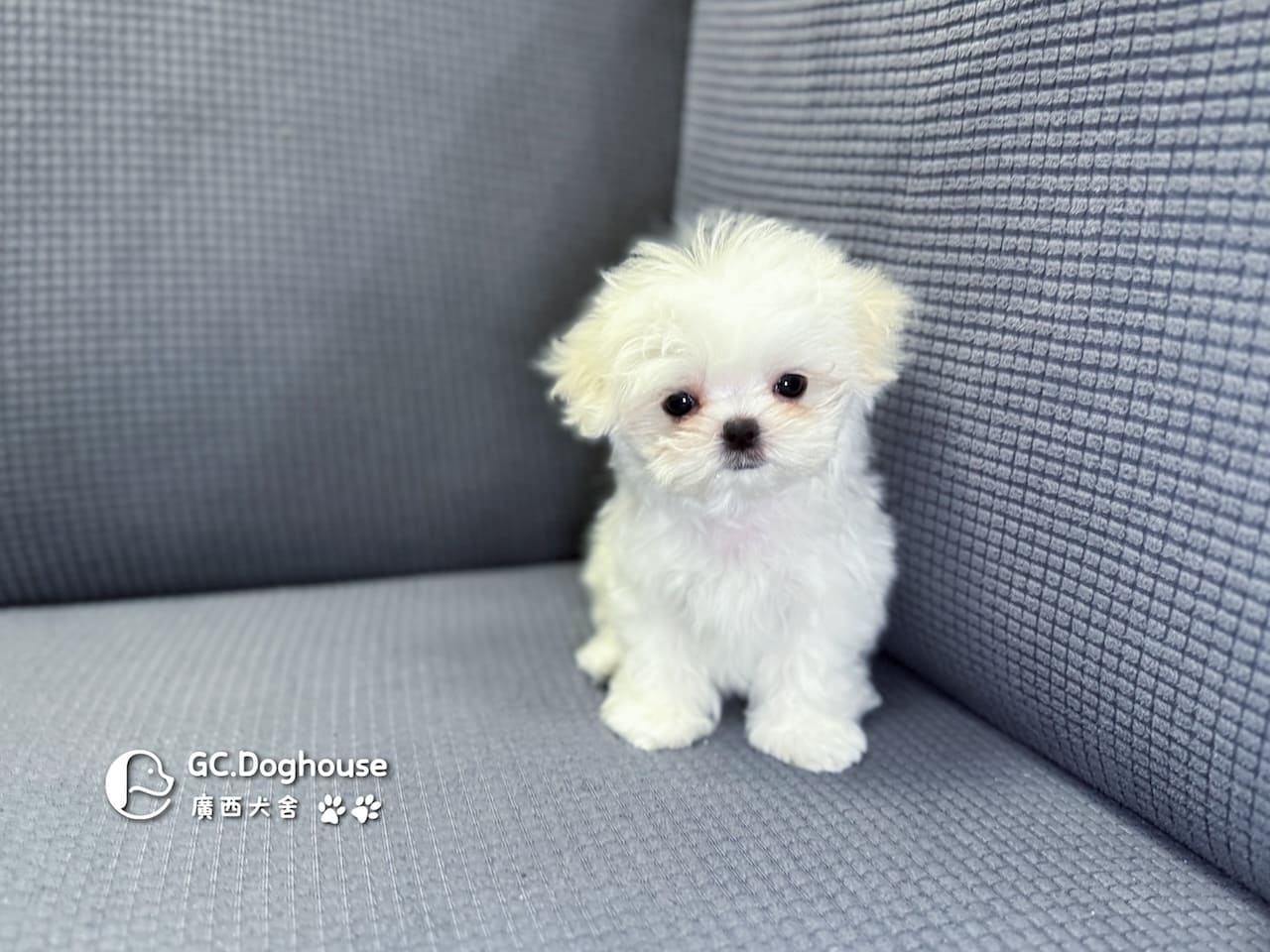 茶杯型瑪爾濟斯-妹妹 (3480):圖片 14