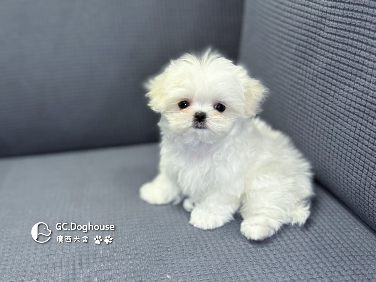 茶杯型瑪爾濟斯-妹妹 (3480):圖片 12