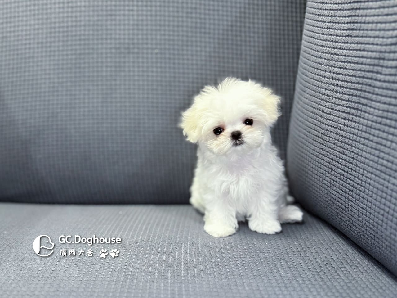 茶杯型瑪爾濟斯-妹妹 (3480):圖片 11