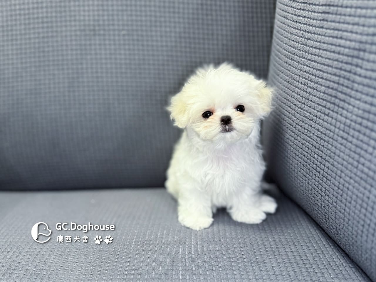 茶杯型瑪爾濟斯-妹妹 (3480):圖片 10