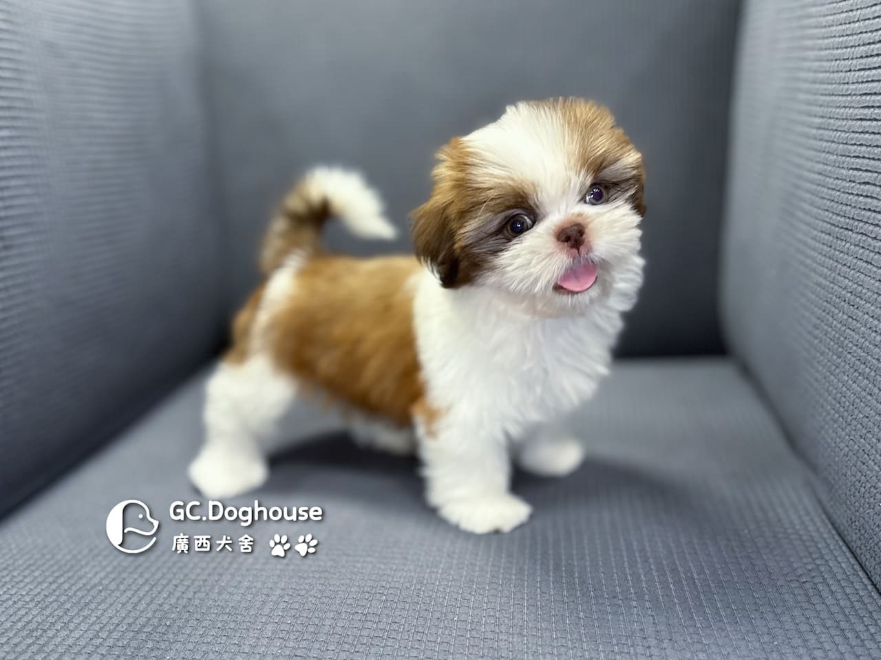 西施犬-妹妹 (3462)