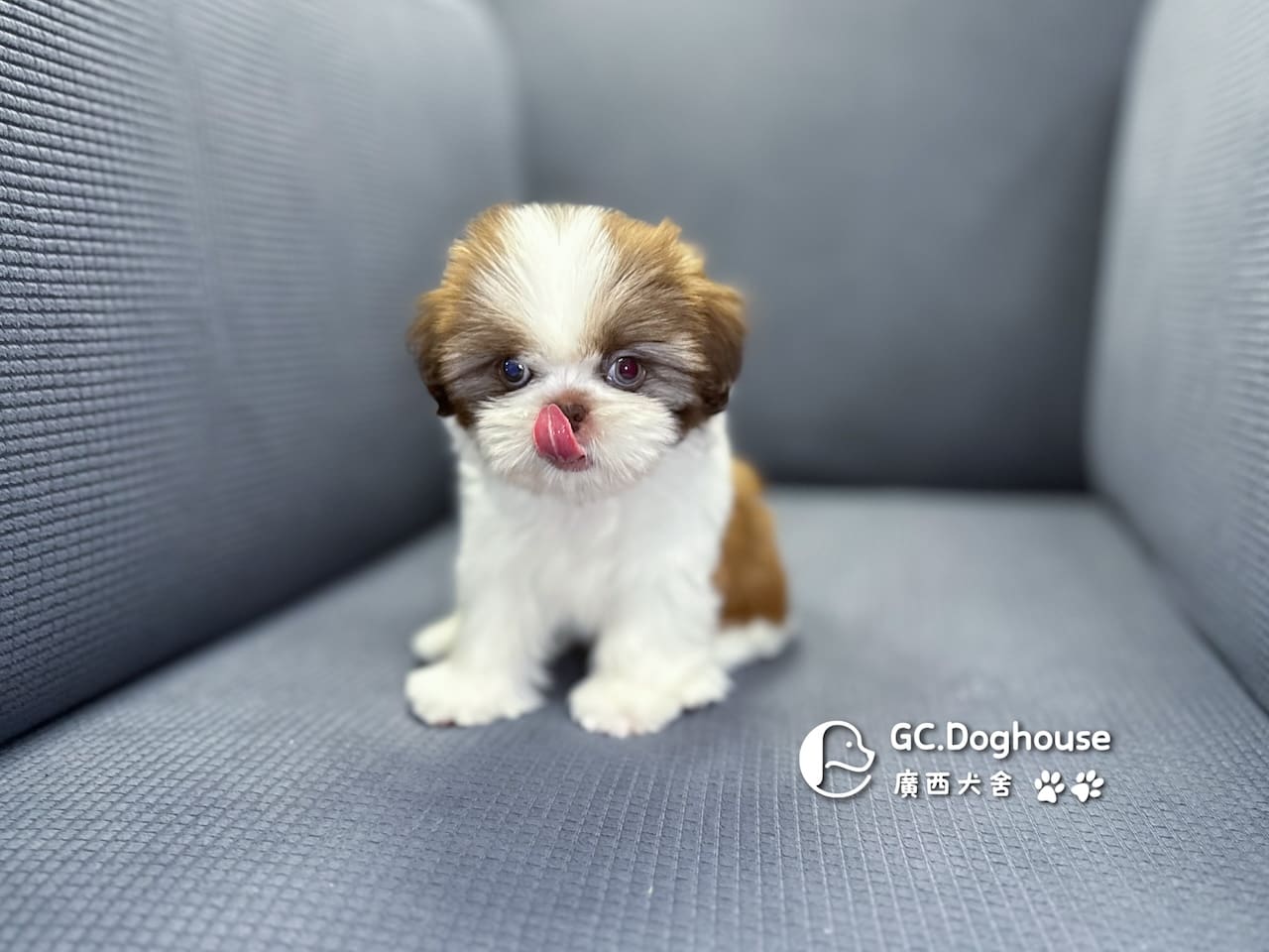 西施犬-妹妹 (3462):圖片 12