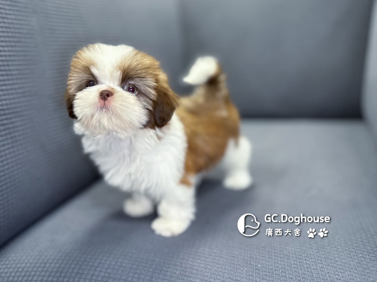 西施犬-妹妹 (3462):圖片 11