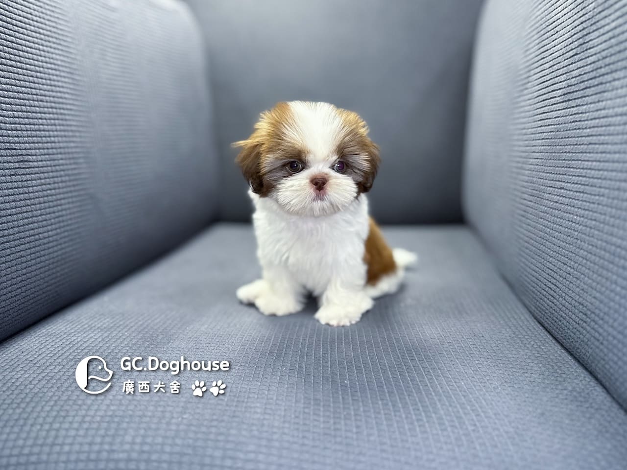 西施犬-妹妹 (3462):圖片 10