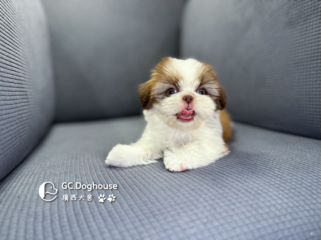 西施犬-妹妹 (3462):圖片 8