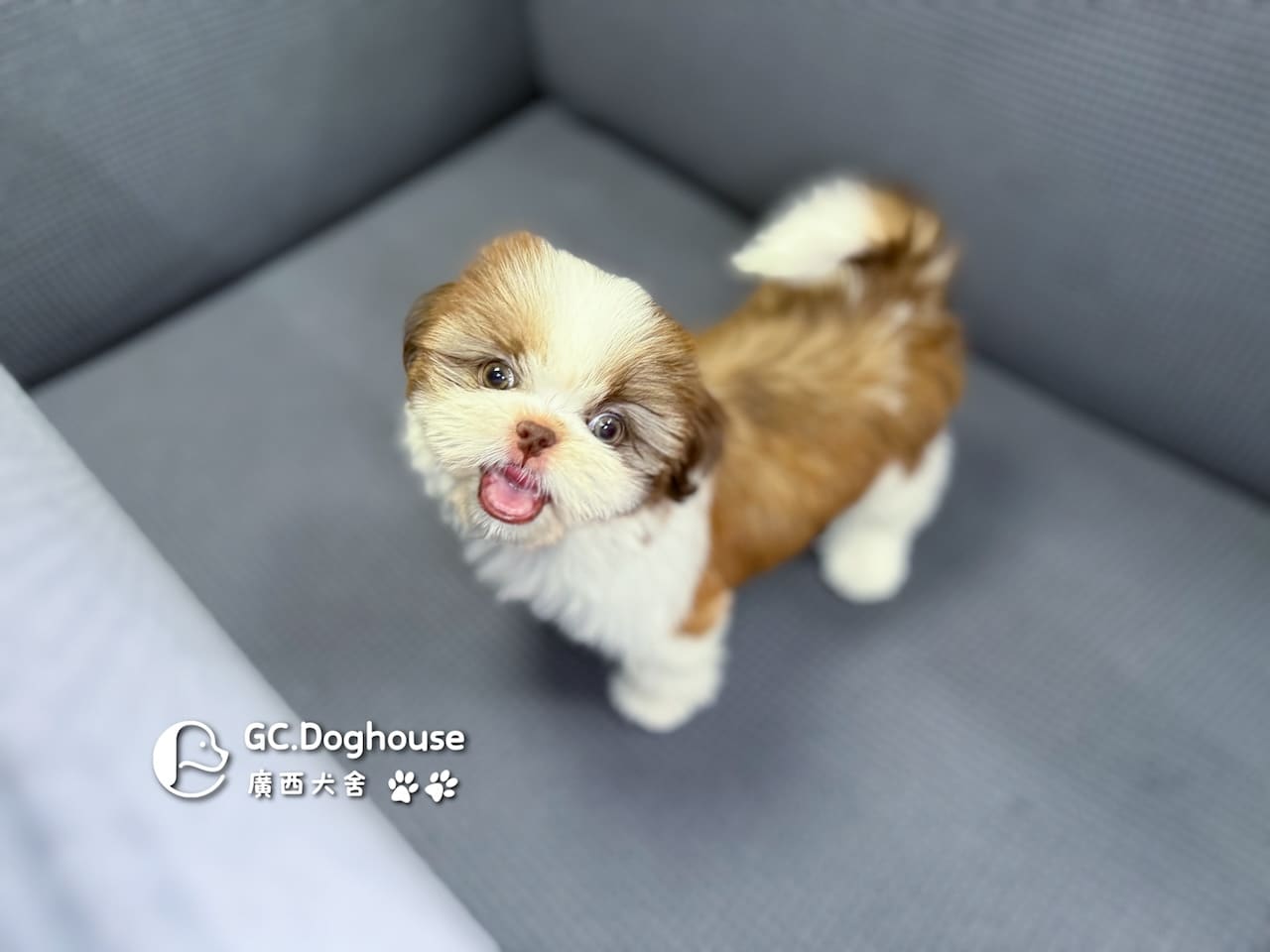 西施犬-妹妹 (3462):圖片 7