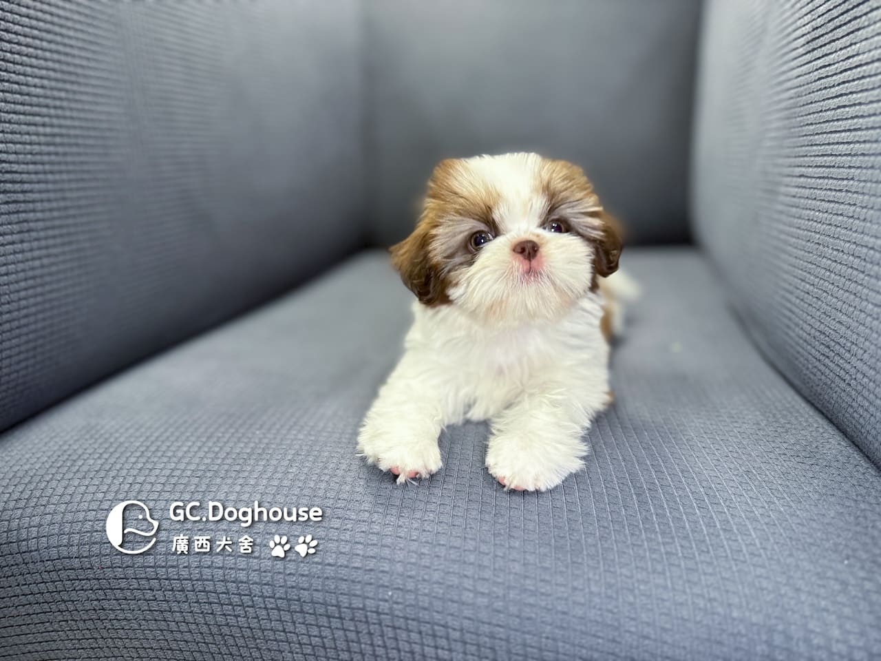 西施犬-妹妹 (3462):圖片 6