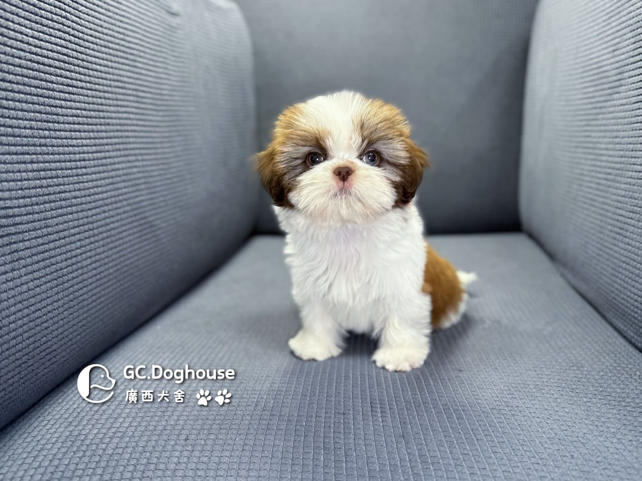 西施犬-妹妹 (3462):圖片 5