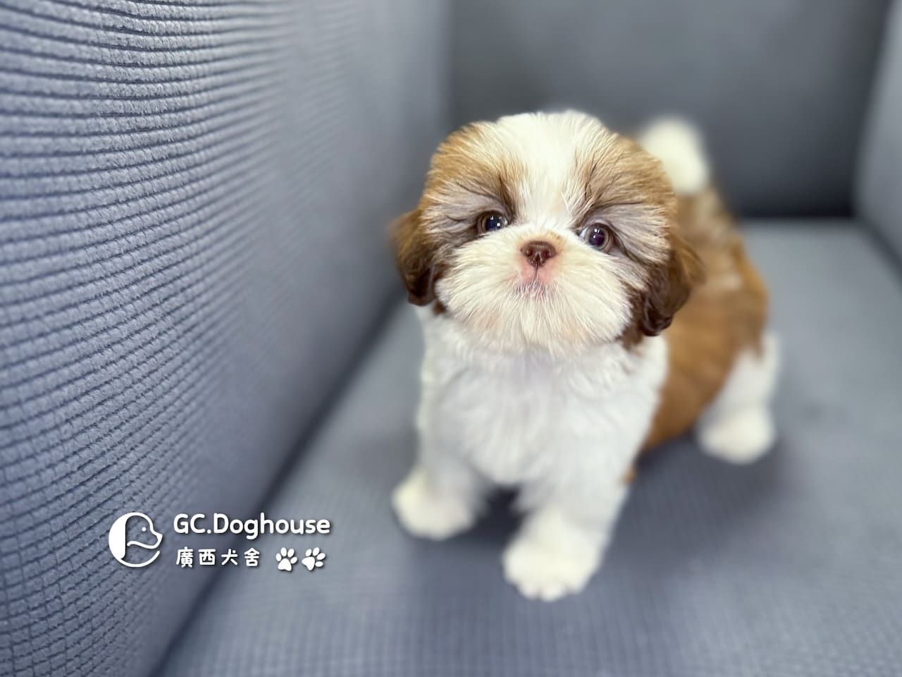 西施犬-妹妹 (3462):圖片 2