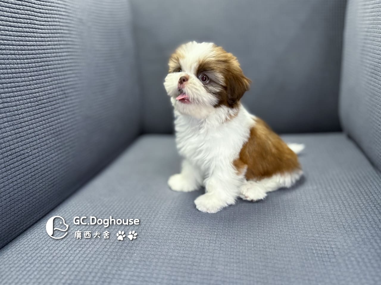 西施犬-妹妹 (3462):圖片 3