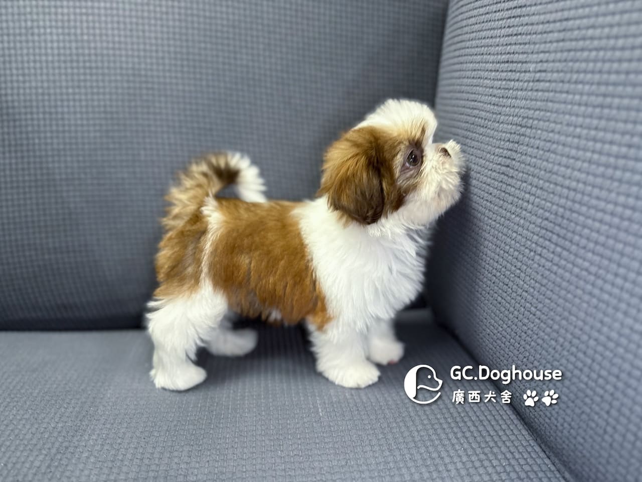 西施犬-妹妹 (3462):圖片 4