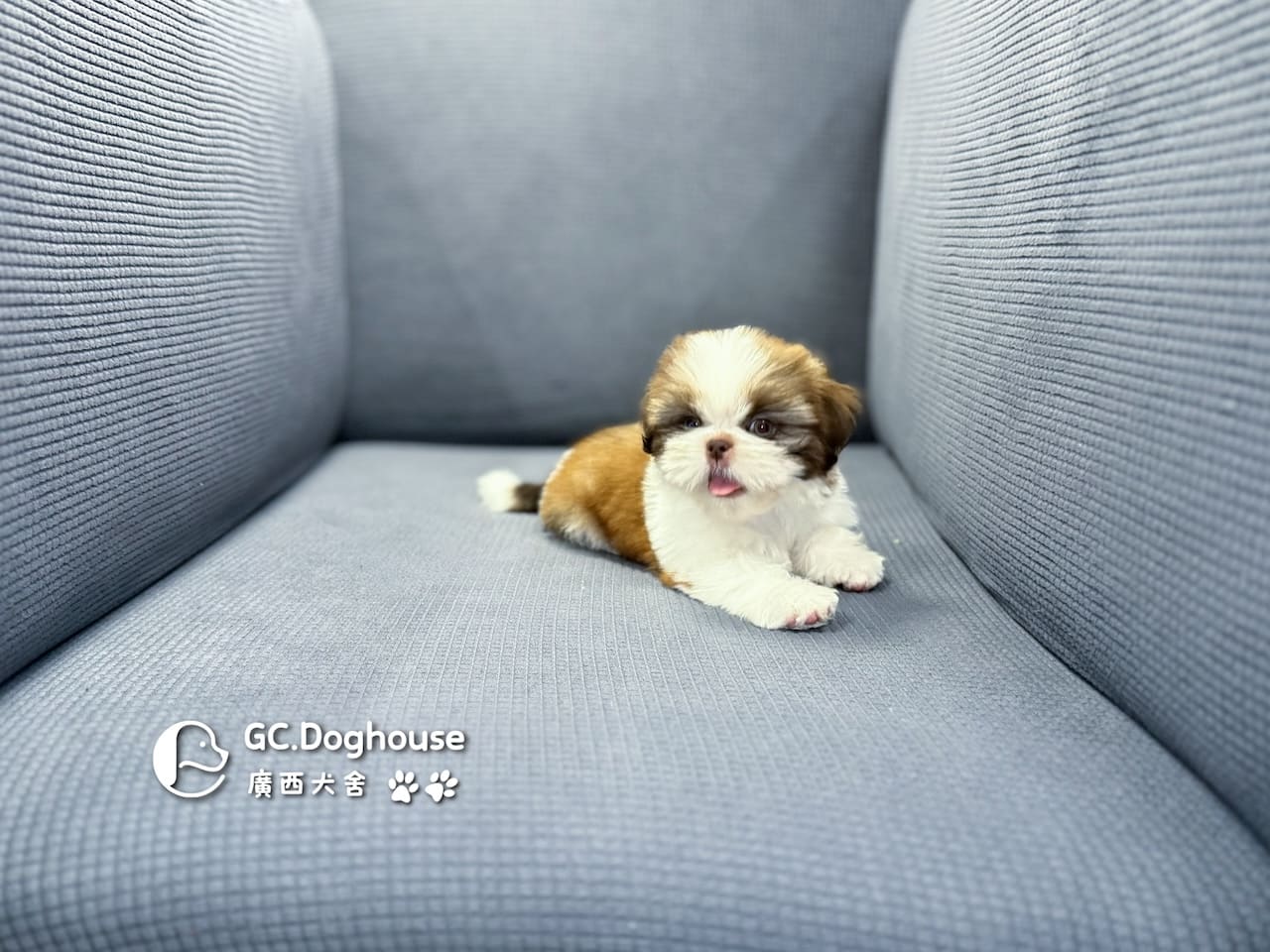 西施犬-妹妹 (3462):圖片 18