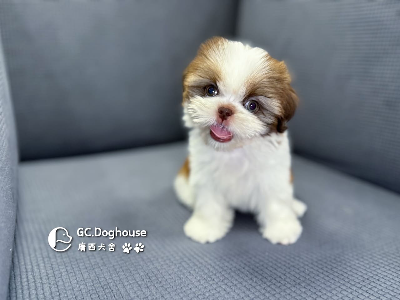 西施犬-妹妹 (3462):圖片 17