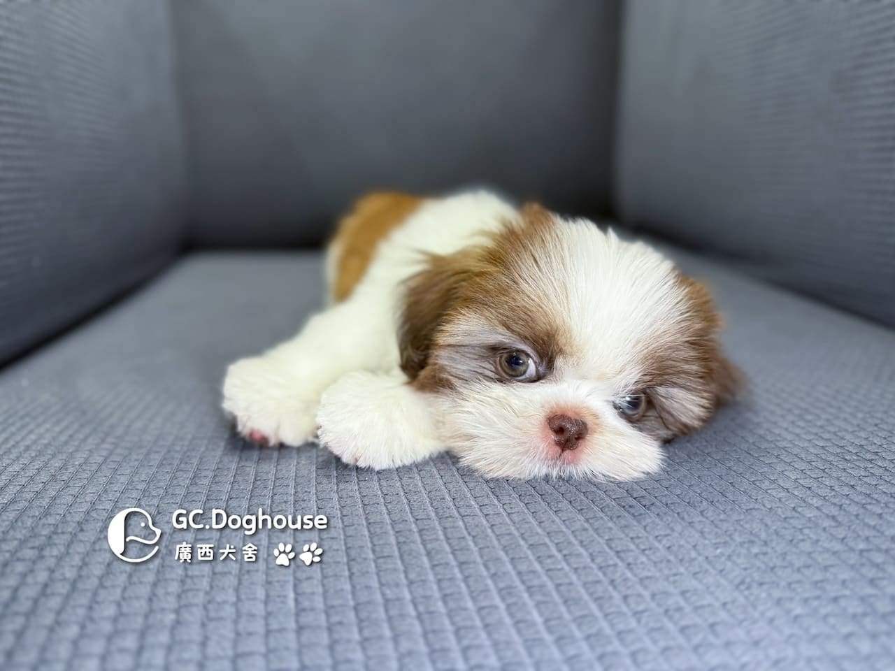 西施犬-妹妹 (3462):圖片 16