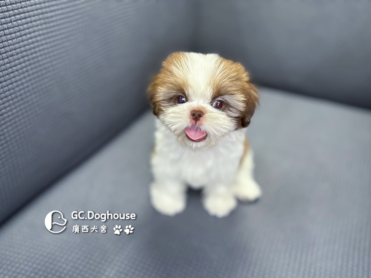 西施犬-妹妹 (3462):圖片 15