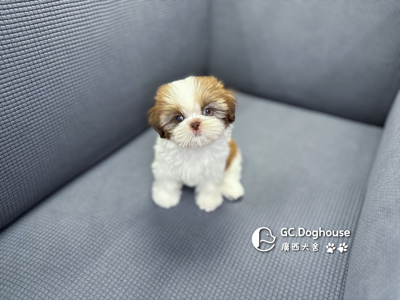 西施犬-妹妹 (3462):圖片 14